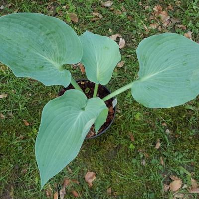 Hosta 'Andorian'